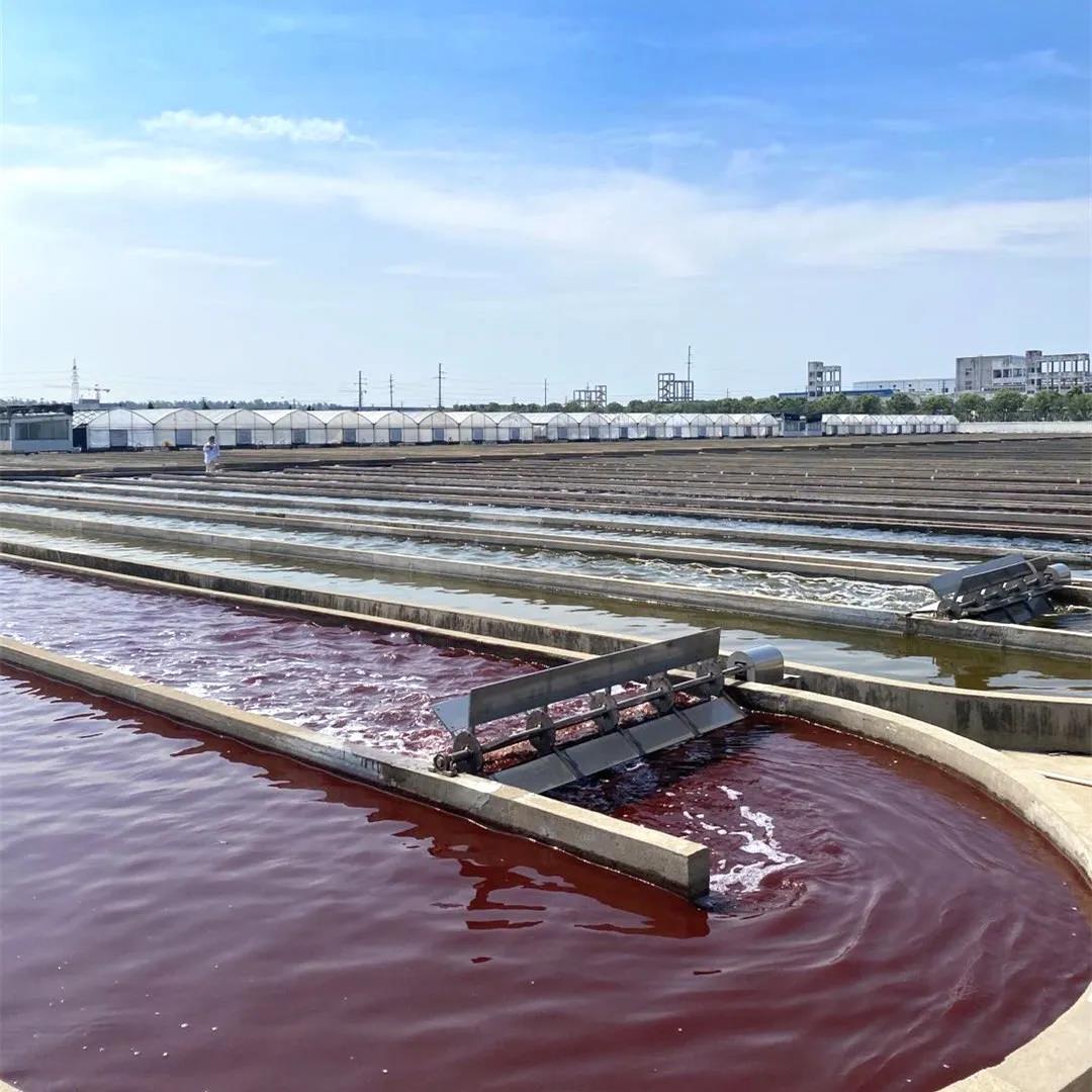 艾詩(shī)特蝦青素 艾詩(shī)特蝦青素