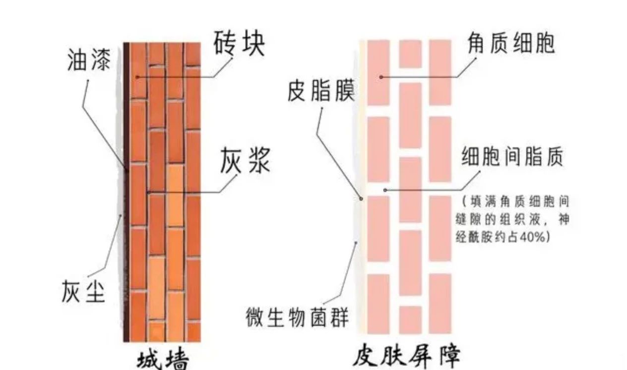 艾詩(shī)特蝦青素 艾詩(shī)特蝦青素