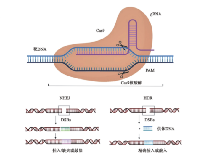 艾詩特蝦青素 艾詩特蝦青素
