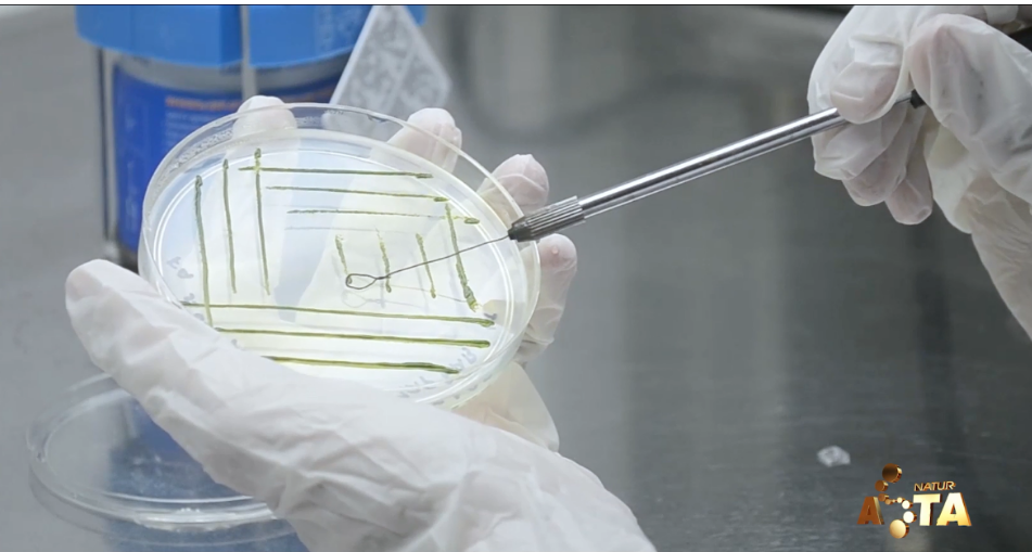 艾詩(shī)特蝦青素