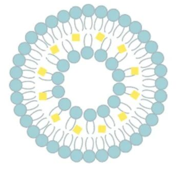 艾詩(shī)特蝦青素