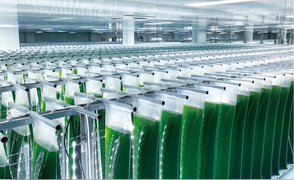 艾詩特蝦青素 艾詩特蝦青素