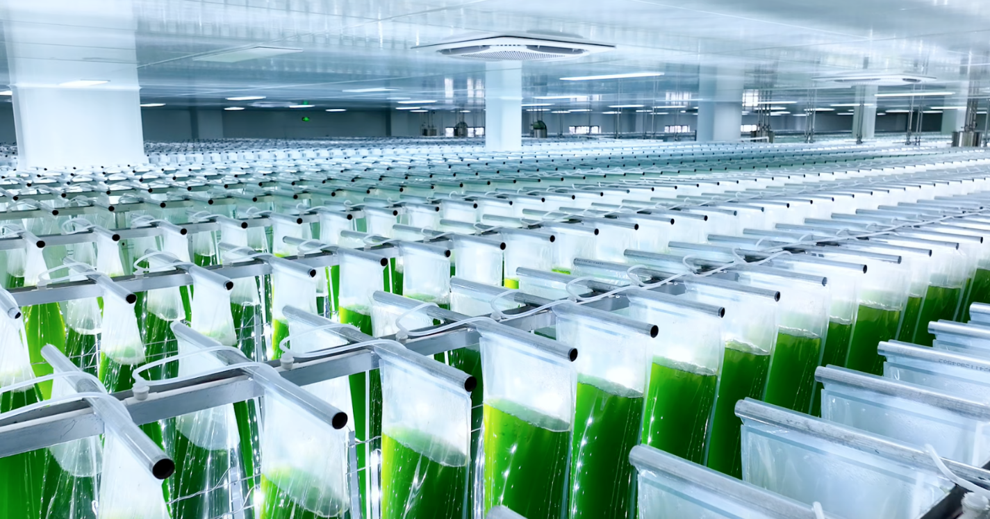 艾詩(shī)特蝦青素